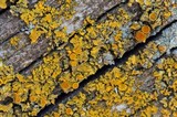 Oxneria fallax image