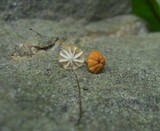 Marasmius curreyi image