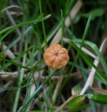 Marasmius curreyi image