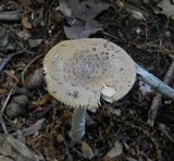 Amanita borealisorora image