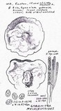 Gyromitra melaleucoides image