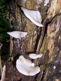 Crepidotus applanatus image