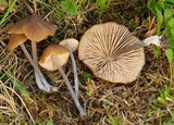 Entoloma sodale image