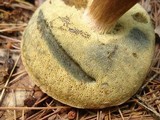 Imleria badia image