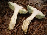 Imleria badia image