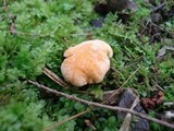 Cantharellus lateritius image
