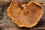 Polyporus leptocephalus image