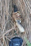 Verpa conica image