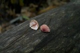 Marasmius pulcherripes image