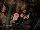 Marasmius pulcherripes image