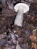 Leccinum snellii image