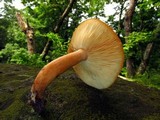 Lactarius volemus image