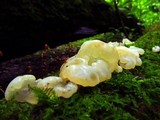 Gloeotromera alba image