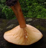 Lactarius volemus image