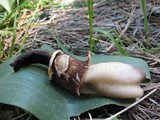 Verpa conica image