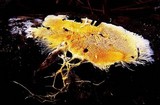 Fibroporia radiculosa image