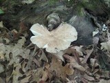 Megacollybia rodmani image