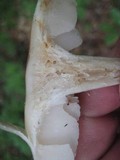 Megacollybia rodmani image
