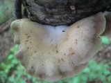 Crepidotus applanatus image