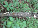 Crepidotus applanatus image