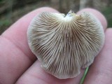 Crepidotus applanatus image