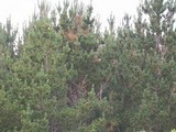 Fusarium circinatum image
