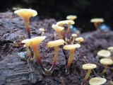 Xeromphalina kauffmanii image