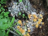 Xeromphalina kauffmanii image