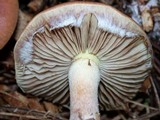 Pholiota velaglutinosa image