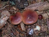 Pholiota velaglutinosa image