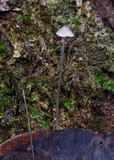 Mycena cystidiosa image