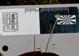Mycena cystidiosa image