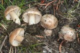 Inocybe curvipes image