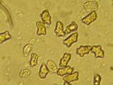 Inocybe cicatricata image