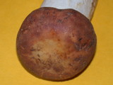 Russula brunneola image