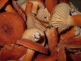 Lactarius hygrophoroides image
