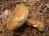 Imleria badia image