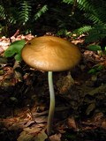 Xerula furfuracea image