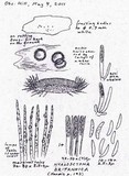 Hyaloscypha britannica image