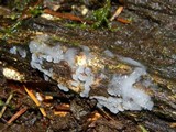 Ceratiomyxa fruticulosa var. fruticulosa image