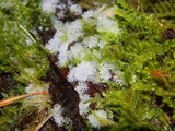 Ceratiomyxa fruticulosa var. fruticulosa image