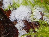 Ceratiomyxa fruticulosa var. fruticulosa image