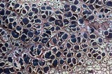 Lecanora argopholis image