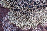Lecanora argopholis image