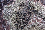 Lecanora argopholis image