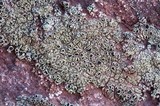 Lecanora argopholis image
