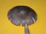 Amanita constricta image