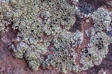 Lecanora argopholis image
