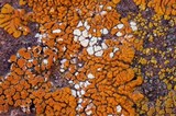 Acarospora stapfiana image