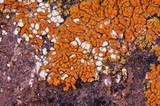 Acarospora stapfiana image